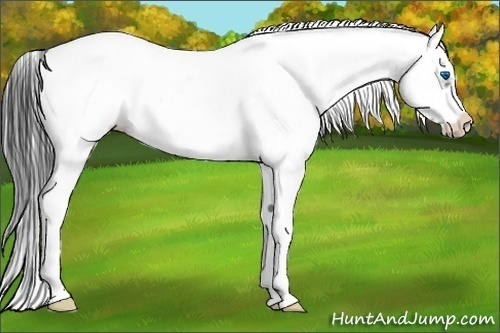 Horse Color:White Spotted Black Splash Frame Appaloosa 