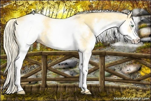 Horse Color:White Spotted Gold Cream Champagne 