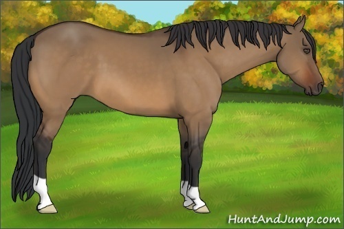 Horse Color:Bay Dun 
