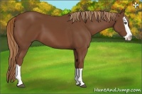 Horse Color:Chestnut Splash 