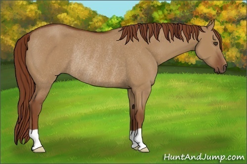 Horse Color:Red Dun Rabicano 