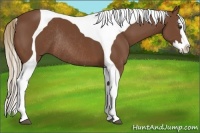 Horse Color:Chestnut Splash Tobiano Rabicano