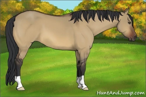 Horse Color:Bay Dun