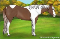 Horse Color:Chestnut Splash Tobiano
