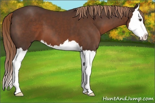 Horse Color:Liver Chestnut Splash 