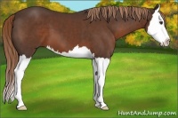 Horse Color:Liver Chestnut Splash 
