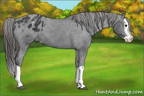 Horse Color:Black Splash Appaloosa 
