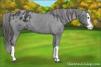 Horse Color:Black Splash Appaloosa