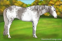 Horse Color:White Spotted Silver Blue Roan 