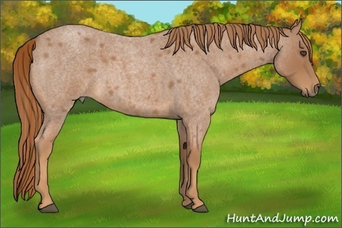 Horse Color:Red Roan 