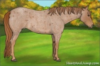 Horse Color:Red Roan 