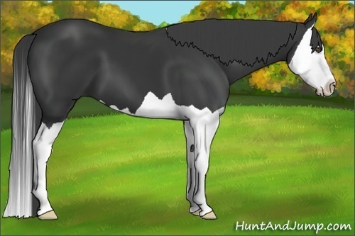 Horse Color:Black Splash 
