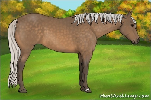 Horse Color:Silver Buckskin 