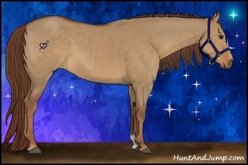 Horse Color:Red Dun 
