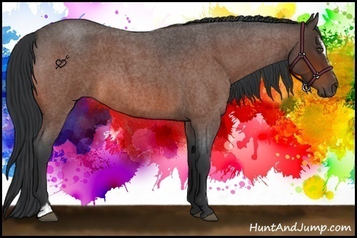 Horse Color:Bay Roan Sabino