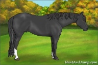 Horse Color:Smoky Black Tobiano 