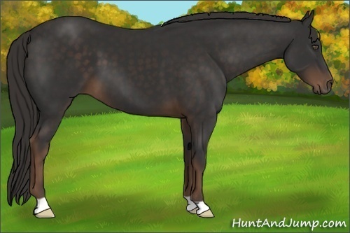 Horse Color:Liver Chestnut 