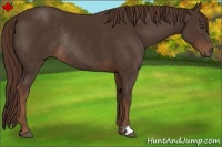 Horse Color:Liver Chestnut Rabicano 