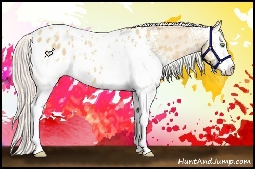 Horse Color:White Spotted Silver Amber Champagne Dun Appaloosa