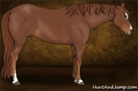 Horse Color:Chestnut Sabino 