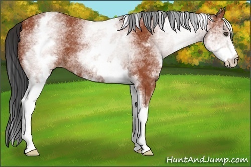 Horse Color:White Spotted Bay 