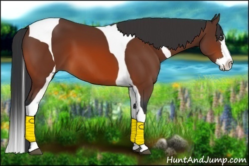 Horse Color:Bay Splash Tobiano 