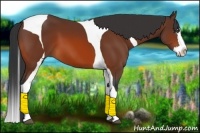 Horse Color:Bay Splash Tobiano 