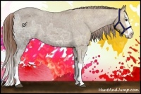 Horse Color:Chestnut Ice Splash Appaloosa