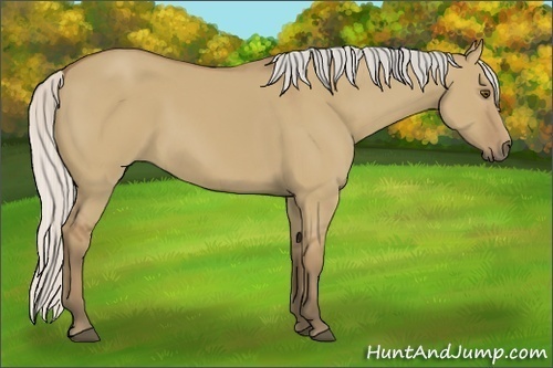 Horse Color:Unknown 