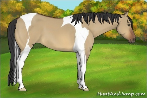 Horse Color:Bay Dun Tobiano 
