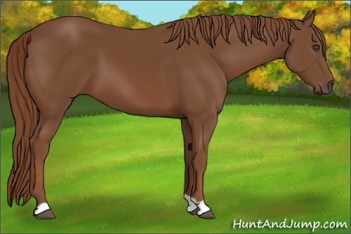 Horse Color:Chestnut 