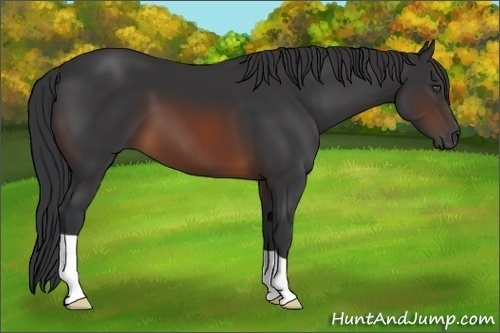 Horse Color:Brown 