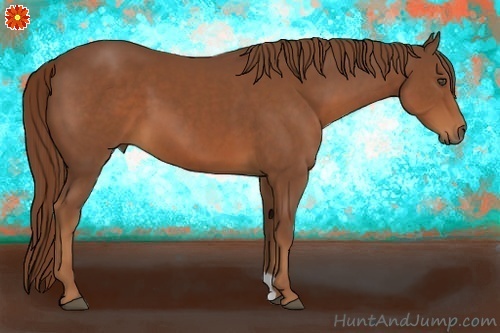 Horse Color:Chestnut 
