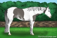 Horse Color:Grullo Sabino Splash Tobiano 