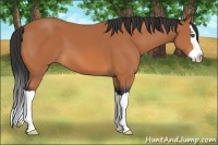 Horse Color:Bay Splash 