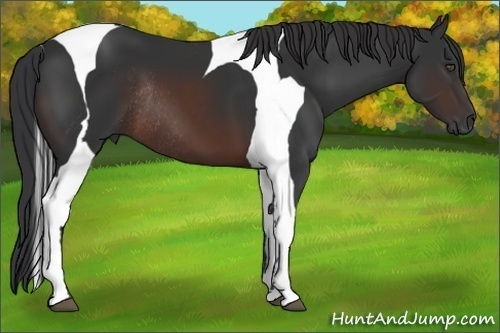 Horse Color:Brown Tobiano Frame Rabicano