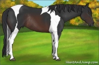Horse Color:Brown Tobiano Frame Rabicano