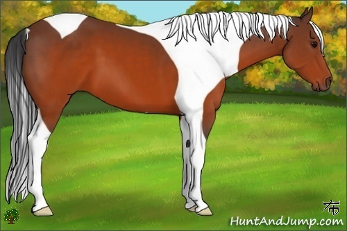 Horse Color:Brown Tobiano 