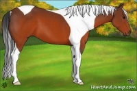 Horse Color:Brown Tobiano 