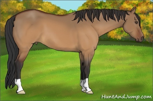Horse Color:Brown Dun