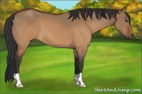 Horse Color:Brown Dun