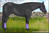 Horse Color:Black Rabicano 