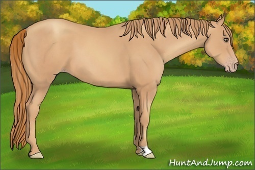 Horse Color:Gold Champagne 