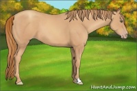 Horse Color:Gold Champagne 