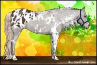 Horse Color:White Spotted Liver Chestnut Blanket 
