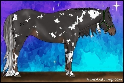 Horse Color:White Spotted Liver Chestnut 