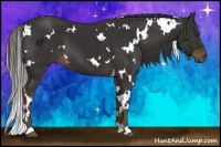 Horse Color:White Spotted Liver Chestnut 