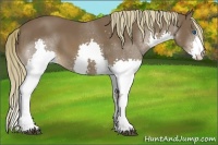 Horse Color:Liver Chestnut Sabino Splash 