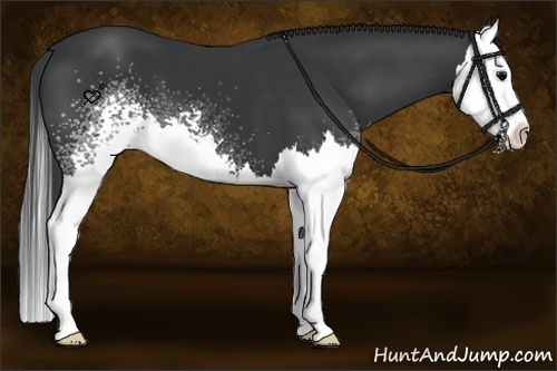 Horse Color:White Spotted Black Splash
