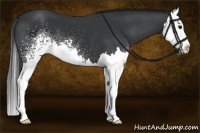 Horse Color:White Spotted Black Splash